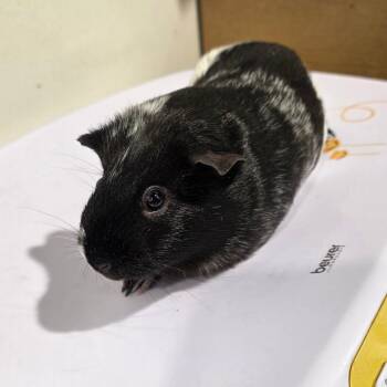 Rescue Guinea Pig Guinea Pigs for Adoption in Tampa, Florida - Sox | PetCurious